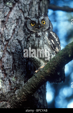 Western Screech Owl (Megascops kennicotti), perché dans l'arbre Banque D'Images