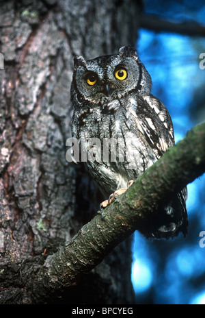 Western Screech Owl (Megascops kennicotti), perché dans l'arbre Banque D'Images