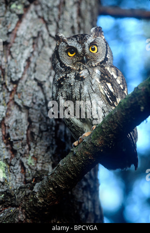 Western Screech Owl (Megascops kennicotti), perché dans l'arbre Banque D'Images