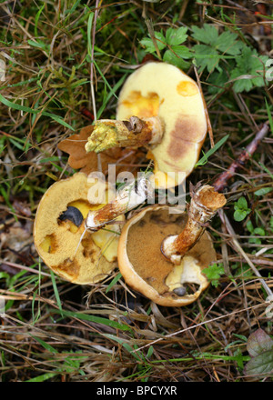 Greville's Bolet Bolet, mélèze, ou Bolet, Suillus grevillei (Boletus elegans), Boletaceae. Face inférieure avec dégâts Limaces Banque D'Images