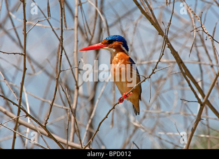 Martin-pêcheur huppé (Alcedo cristata) adulte seul oiseau perché sur l'arbre, lac Naivasha, vallée du rift, Kenya, Afrique de l'Est Banque D'Images