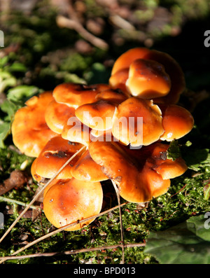 La queue de velours, Japonais ou de Champignons Champignons de l'aiguille Aiguille, Colybie a, Physalacriaceae. Banque D'Images