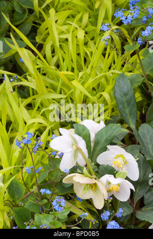 Blue & Gold Spring garden scene avec fleurs bleu blanc hellebore, brunnera false forget-me-nots, jaune hakon grass Banque D'Images