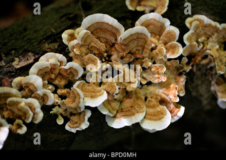 Turkeytail champignon ou de nombreuses zones, Polypore Trametes versicolor, Polyporaceae Banque D'Images