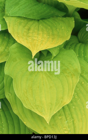 Plante à feuillage doré de feuilles vivaces Hosta Sum & Substance rosée humide des gouttelettes de pluie l'eau, joli tissu de fond full frame Banque D'Images