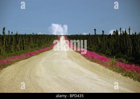 Dempster, Territoire du Yukon, Canada - Forêt boréale d'épinette noire (Picea mariana) et de la forêt (Épilobe Epilobium angustifolium) Banque D'Images