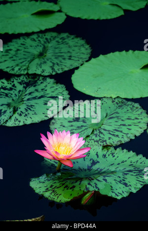 Water Lily dans l'étang avec une belle couleur rose et de feuilles. Banque D'Images