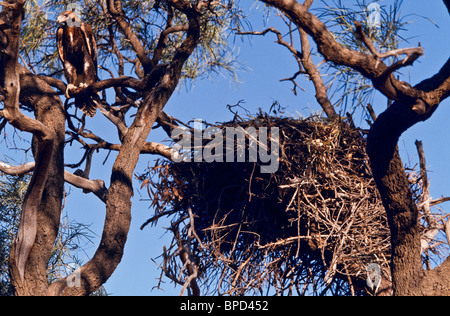 Wedgetail Eagle immature au nid, l'ouest de l'Australie Banque D'Images