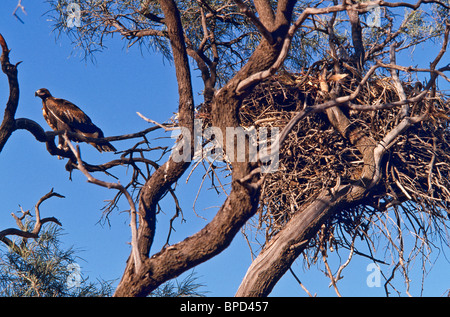Wedgetail Eagle immature au nid, l'ouest de l'Australie Banque D'Images