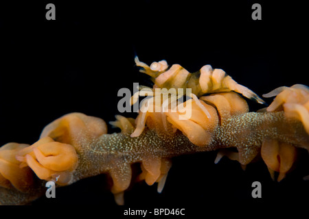 Pontonides unciger Commensal, crevettes, le corail noir, Cirripathes, Anilao, Solo, Anilao Mabini Batangas, Philippines, Banque D'Images