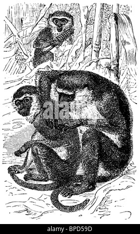 Green monkey, Cercopithecus sabaeus, toilettage Banque D'Images