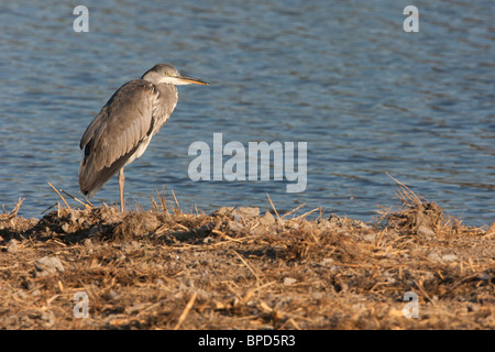 Héron cendré (Ardea cinerea) en Camargue Réserve Régionale au lever du soleil, Arles, dans le sud de la France Banque D'Images