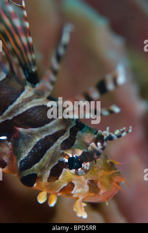 Close up d'un Pterois antennata poisson lion, méné bleu, Anilao, Solo, Anilao Mabini Batangas, Philippines, Banque D'Images