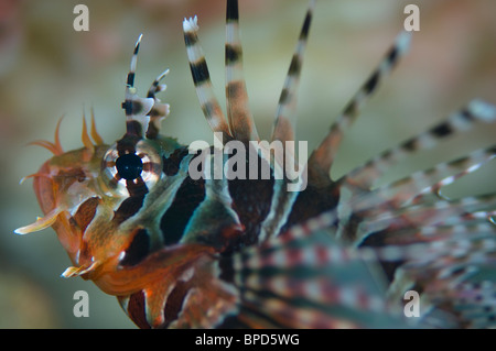 Close up d'un Pterois antennata poisson lion, méné bleu, Anilao, Solo, Anilao Mabini Batangas, Philippines, Banque D'Images