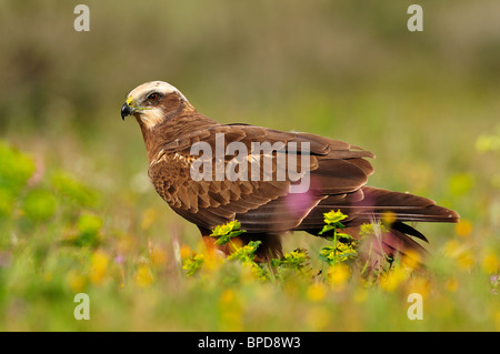 Western Marsh Harrier entre la végétation du champ au printemps. Banque D'Images