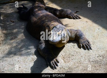 Sydney NSW Australie Zoo Taronga de Komodo Banque D'Images