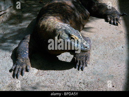 Sydney NSW Australie Zoo Taronga de Komodo Banque D'Images