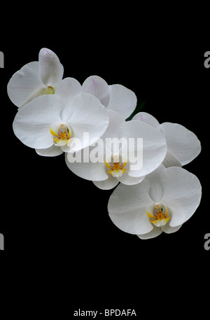 Blooming White Orchid Banque D'Images