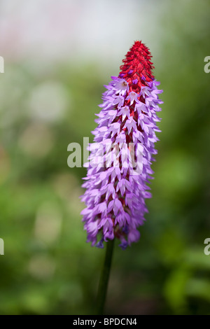 Le flacon, Primrose Primula vialii, Hyacintviva () Banque D'Images