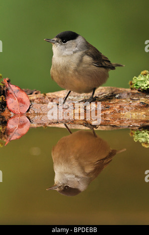 Blackcap (Sylvia atricapilla), mâle, reflétée dans l'eau. Banque D'Images