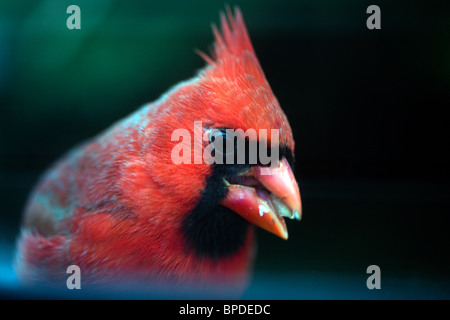 Cardinal rouge Banque D'Images