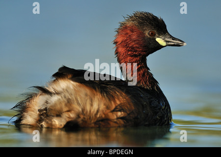 Grèbe castagneux (Tachybaptus ruficollis) avec le plumage de mariage. Banque D'Images