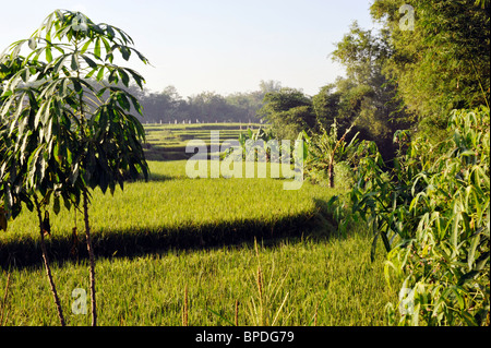 Champ de riz dans village près de Malang, Indonésie java Banque D'Images