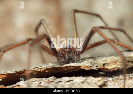 Close Up d'une araignée Tegenaria gigantea Banque D'Images