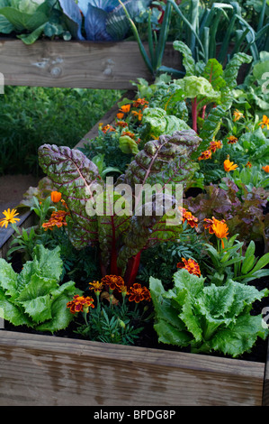 Petit potager urbain dans les lits surélevés Banque D'Images