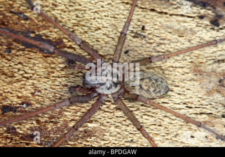 Close Up d'une araignée Tegenaria gigantea Banque D'Images