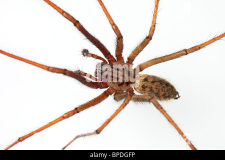 Gros plan d'une araignée (Eratigena duellicaon) a White Background, Royaume-Uni Banque D'Images