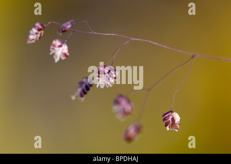 Quaking Grass commun ; Briza media ; ou bascule l'herbe ; Brecon Beacons Banque D'Images