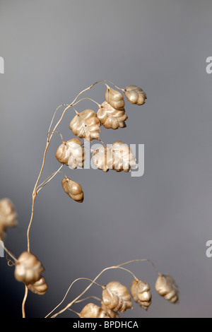 Quaking Grass commun ; Briza media ; ou bascule l'herbe ; Banque D'Images