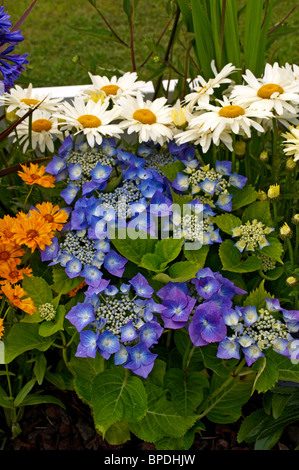 Gros plan d'une bordure de fleurs colorées dans un Chalet jardin Banque D'Images