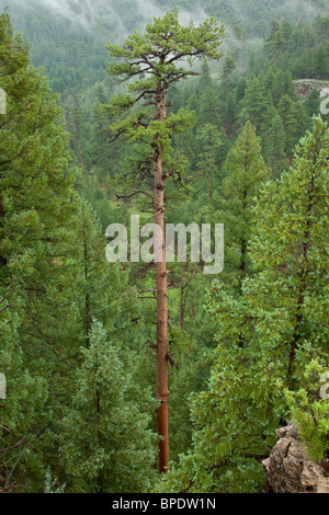 Grand vieux de plus en pins Ponderosa, Coconino National Forest, Flagstaff, Arizona, USA Banque D'Images