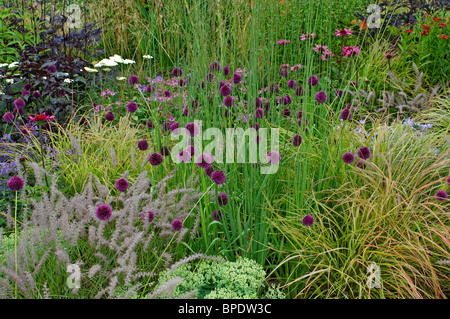 Fleurs colorés en été avec la frontière close up detail des plantes Banque D'Images