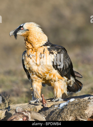 Également appelé gypaète Gypaète lic) par carcasse dans les Pyrénées espagnoles Banque D'Images