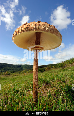 Coulemelle, 12 pouces de haut, poussant sur le long Mynd, Shropshire Banque D'Images