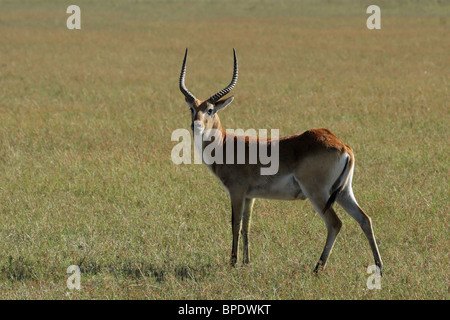 Cobes Lechwes rouges (Kobus leche leche) dans le Delta de l'Okavango, au Botswana. Banque D'Images