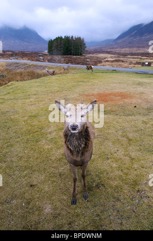 Un gros plan d'une proximité red deer stag avec sa famille derrière, Glencoe, Ecosse, Royaume-Uni Banque D'Images