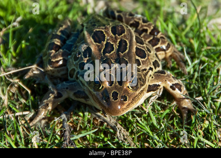 Grenouille léopard Rana pipiens Quanicassee Faune Michigan USA Banque D'Images