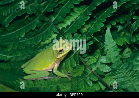 Treefrog hyla squirella écureuil le sud-est et sud-ouest de l'usa Banque D'Images