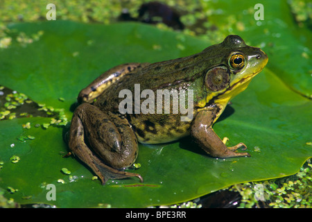 La grenouille verte (Rana clamitans assis sur l'eau de nénuphar Nymphaea odorata E USA Banque D'Images