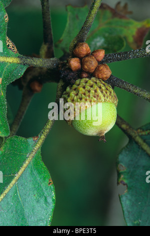 Le Chêne blanc Quercus alba Acorn E USA Banque D'Images