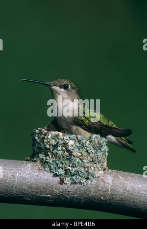 Hummingbird à gorge rubis assis sur le nid Archilochus colubris E USA, par Skip Moody/Dembinsky photo Assoc Banque D'Images