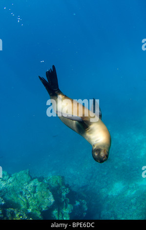 Îles Galapagos, Equateur Banque D'Images