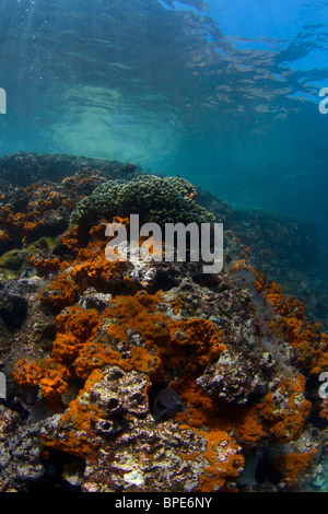 Îles Galapagos, Equateur Banque D'Images