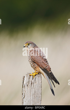 Faucon crécerelle - Falco tinnunculus ( ) jeune homme sur le post Banque D'Images