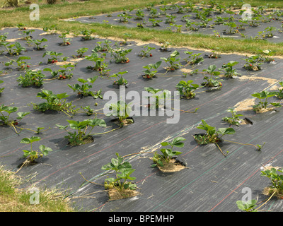 Stawberry plantes croissant montrant des bâches en plastique et de nouvelles glissières de Angleterre Banque D'Images