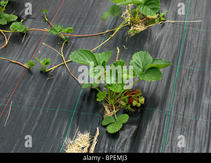 Stawberry plantes croissant montrant des bâches en plastique et de nouvelles glissières de Angleterre Banque D'Images